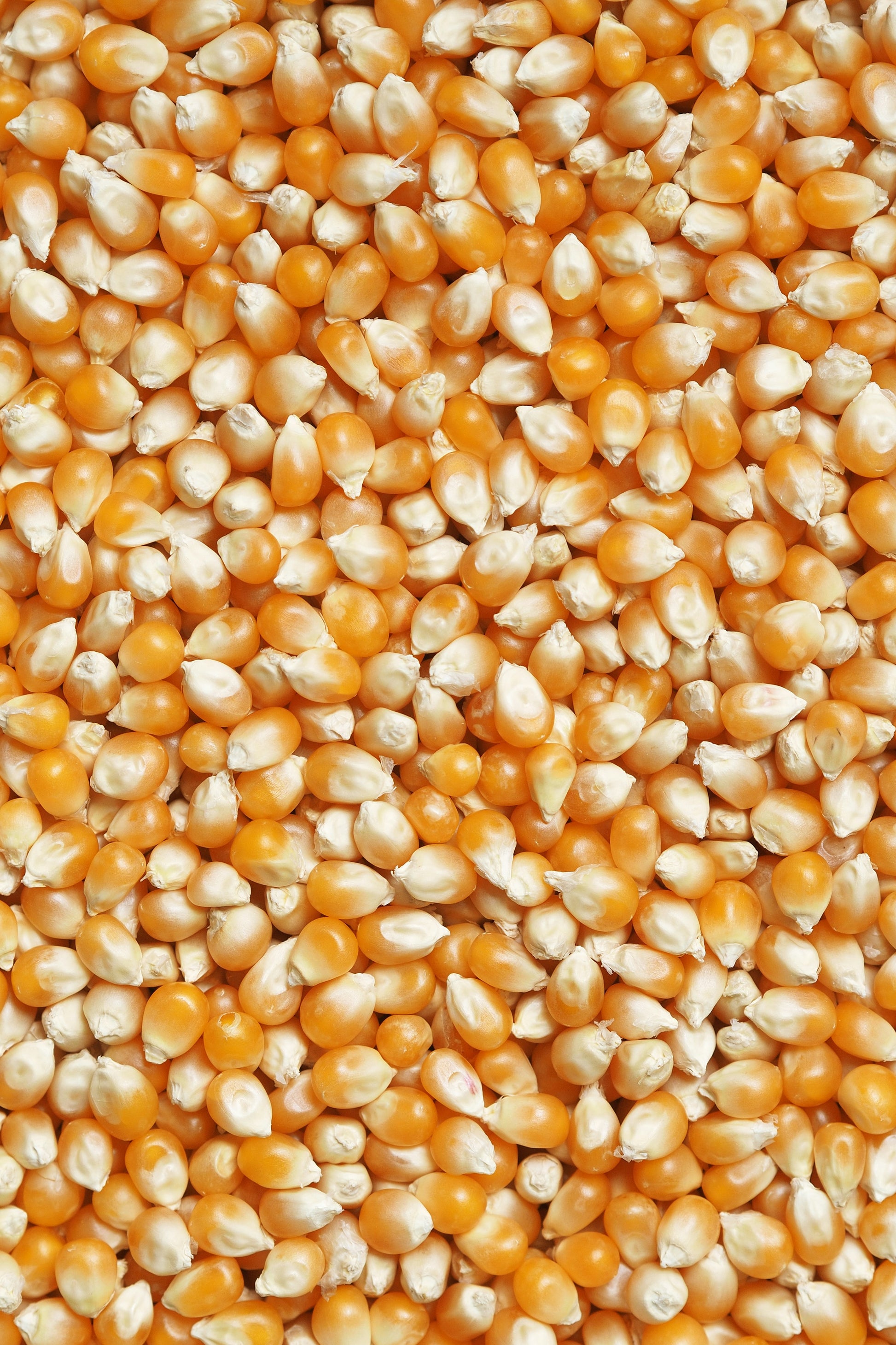 Corn @ U & Me Traders
