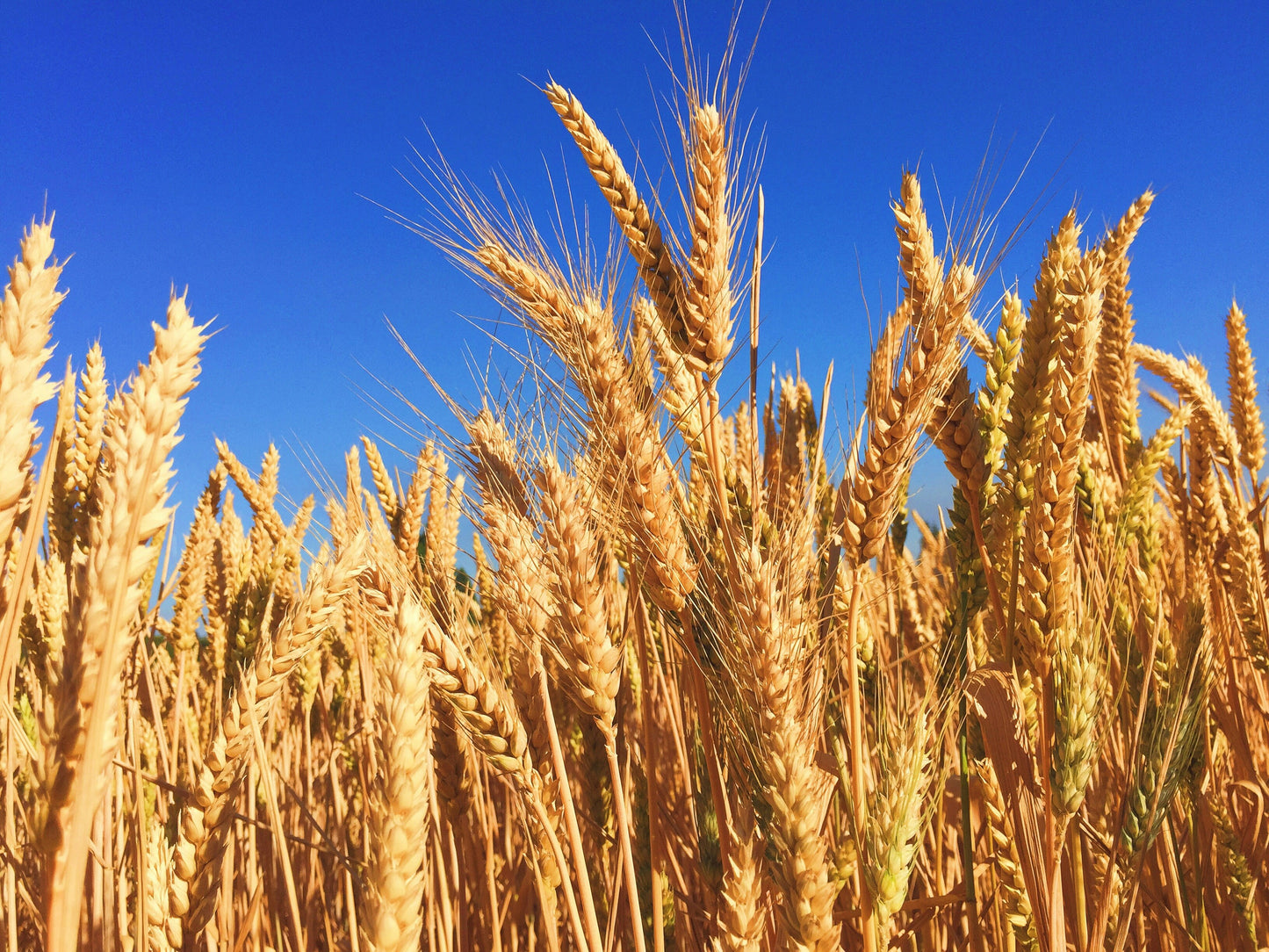 Wheat field under a clear blue sky