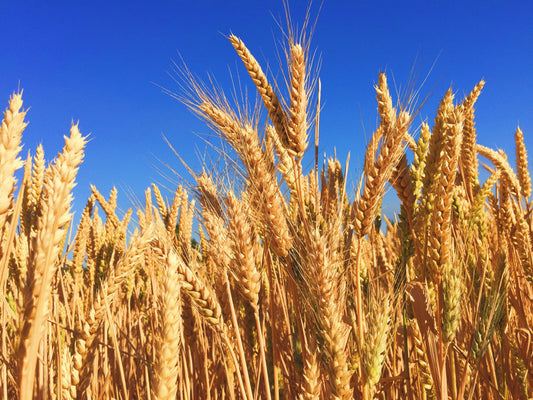 Wheat field under a clear blue sky