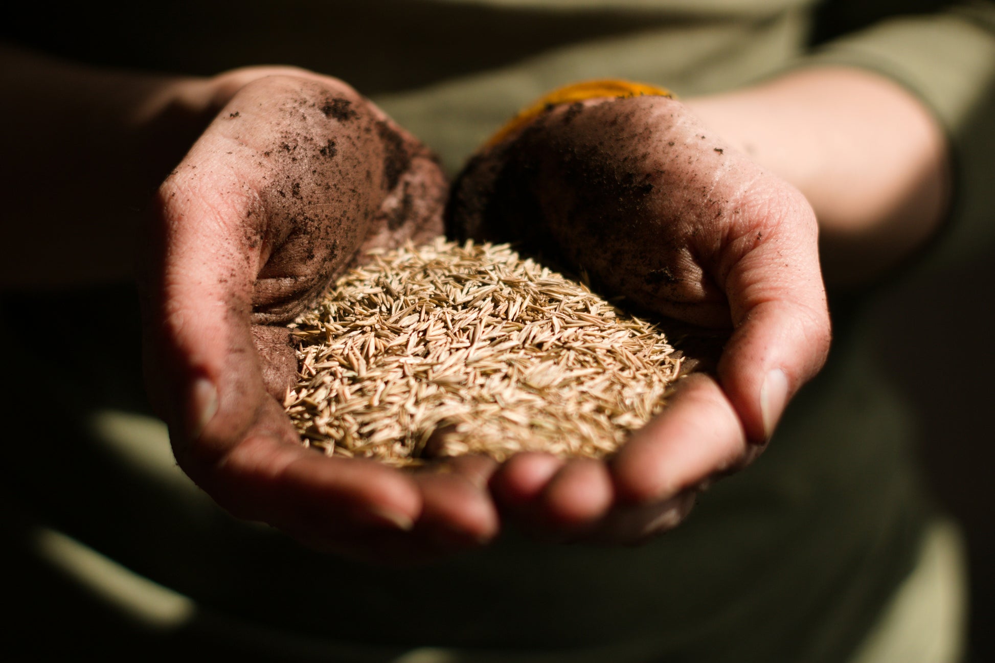 Hands holding a handful of seeds with a blurred background