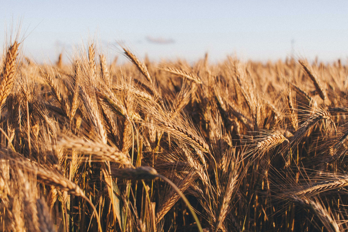 Wheat field with golden ears under a clear blue sky