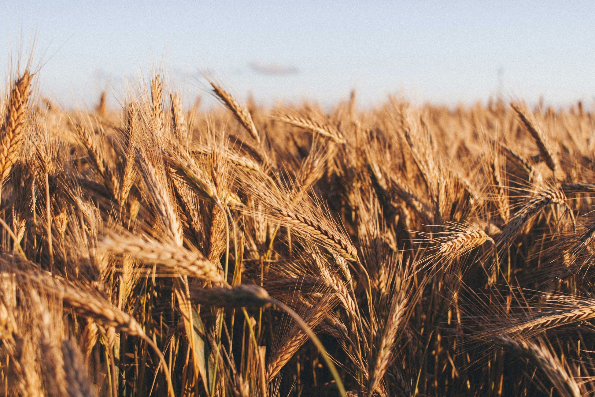 Wheat field with golden ears under a clear blue sky