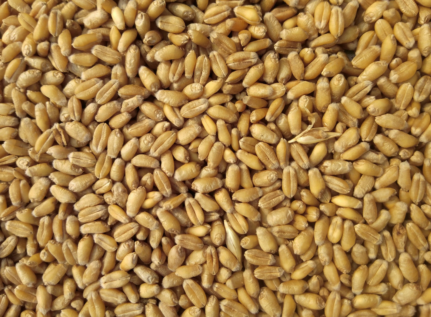 Close-up of a pile of yellow wheat grains