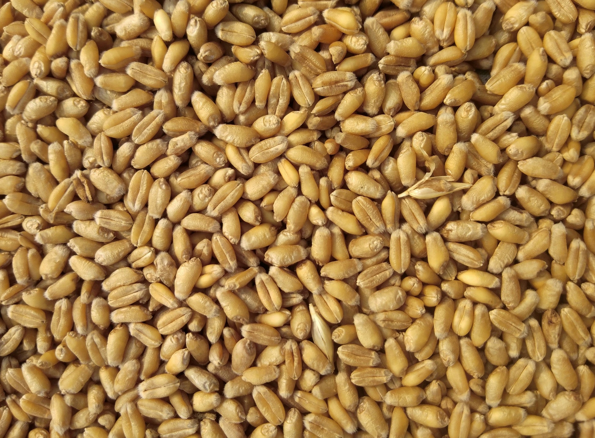 Close-up of a pile of yellow wheat grains