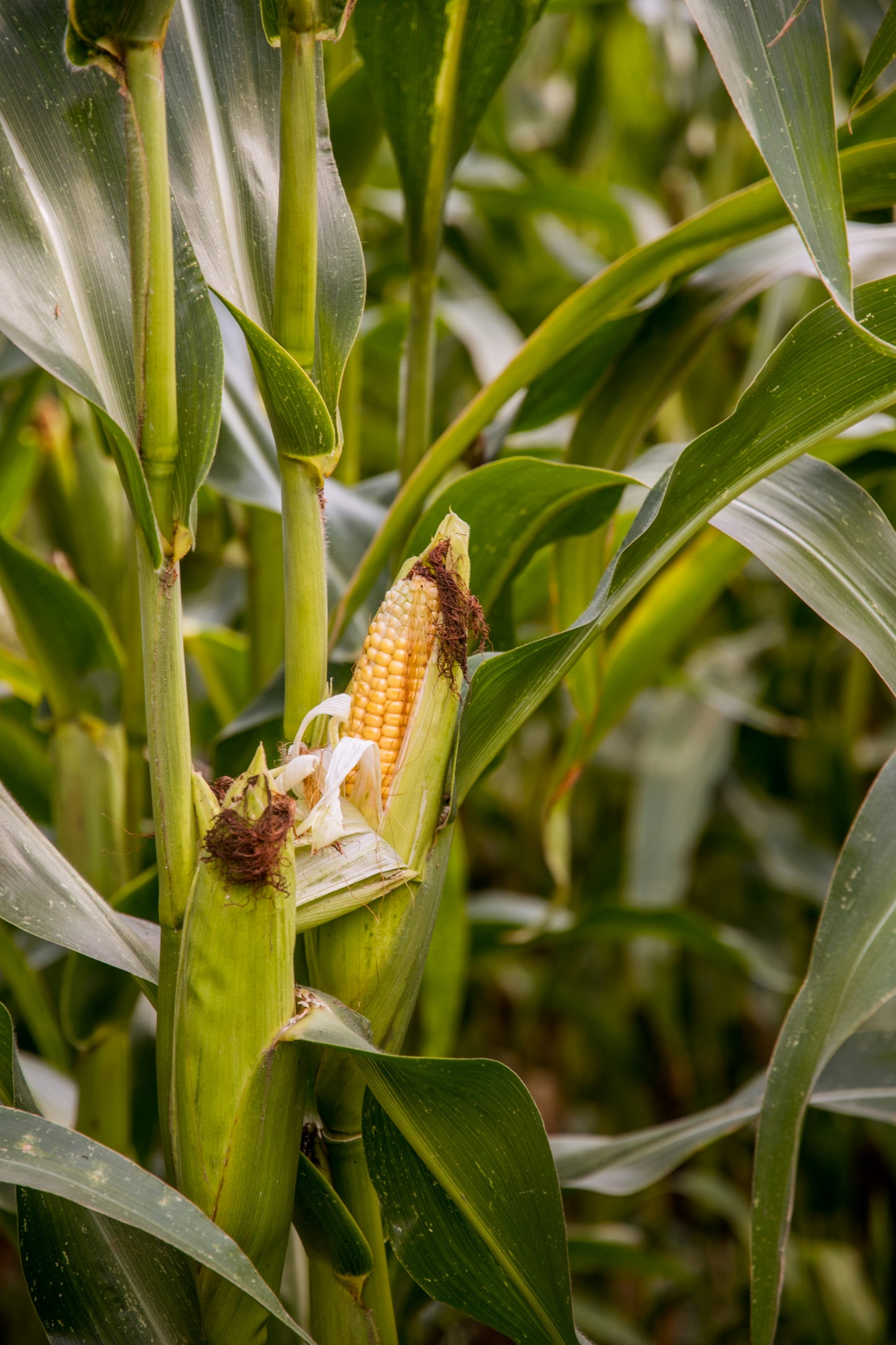 Corn @ U & Me Traders