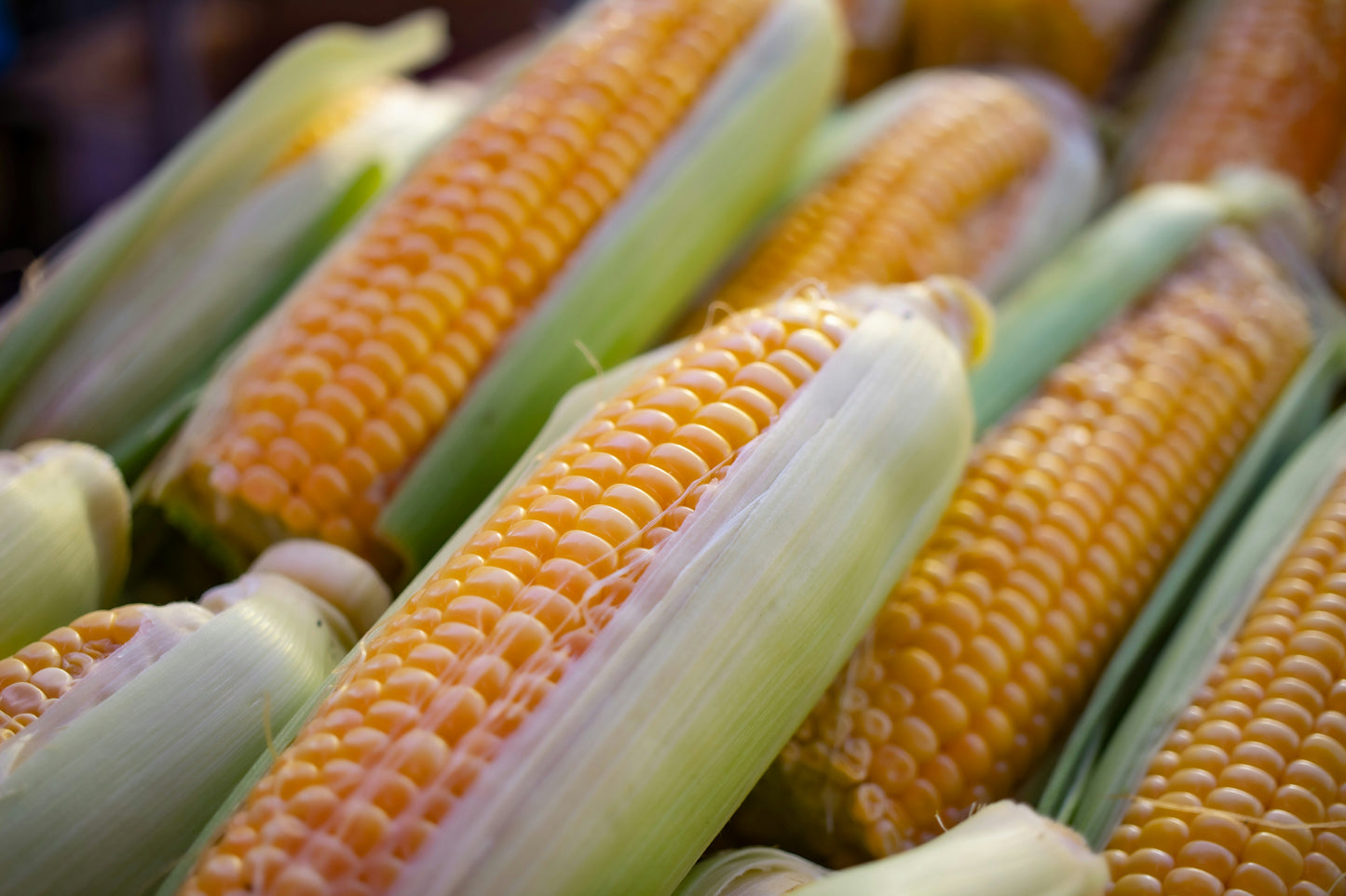 Corn @ U & Me Traders